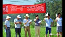 韋加無人機在城固縣開展“兩防一噴”飛防作業服務，助力脫貧攻堅水稻產業幫扶